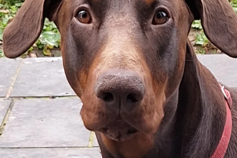 Doberman