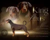 Doberman