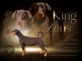 Doberman