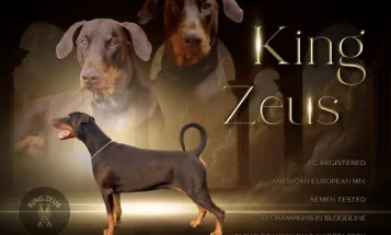 Doberman