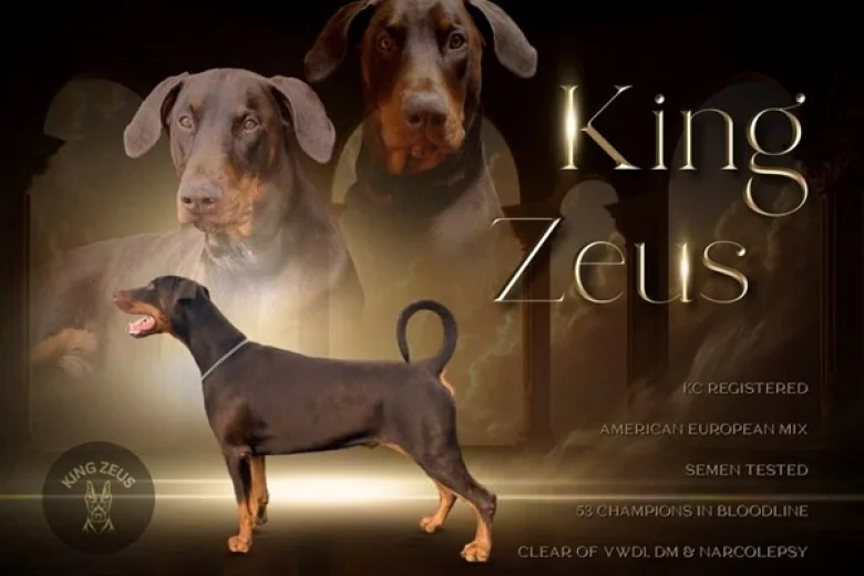 Doberman