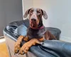 Doberman
