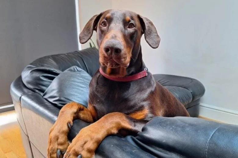 Doberman