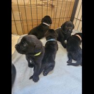 Labrador Retriever - Both