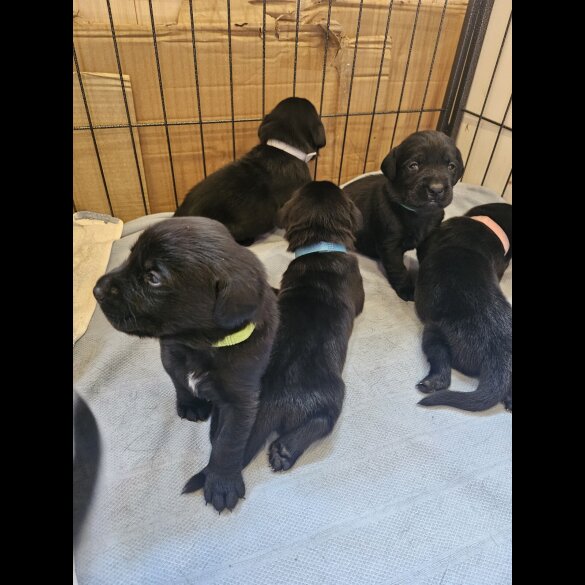 Labrador Retriever - Both