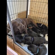 Labrador Retriever - Both