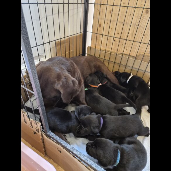 Labrador Retriever - Both