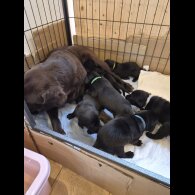 Labrador Retriever - Both