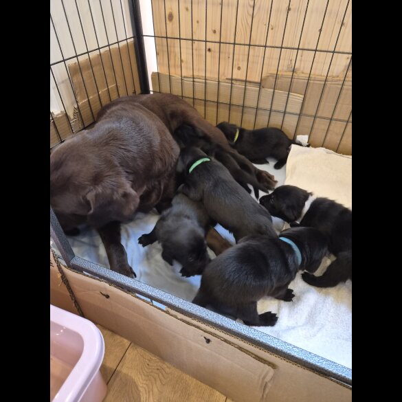 Labrador Retriever - Both