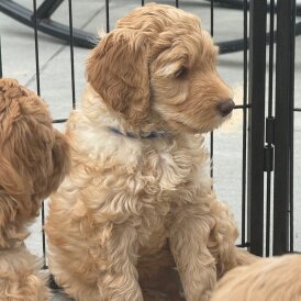 Labradoodle - Both