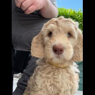 Labradoodle - Both