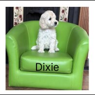 Labradoodle - Both