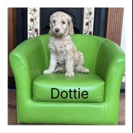 Labradoodle - Both
