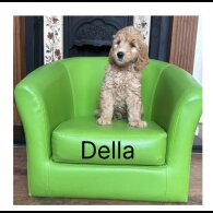 Labradoodle - Both