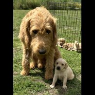 Labradoodle - Both