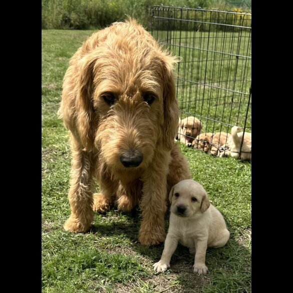 Labradoodle - Both