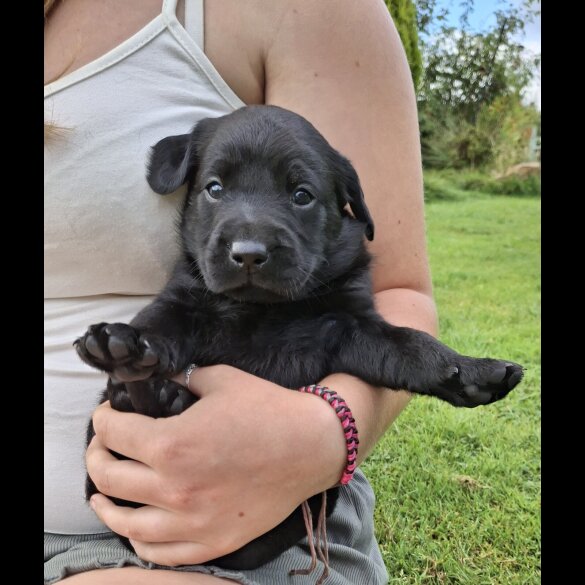 Labrador Retriever - Both