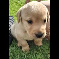 Labrador Retriever - Both