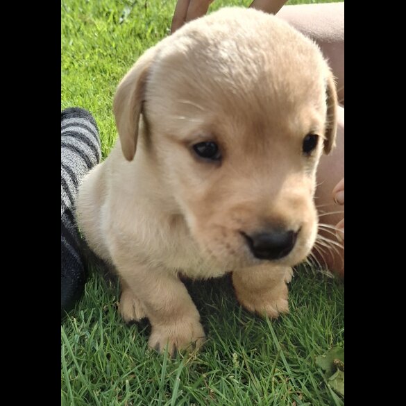 Labrador Retriever - Both