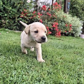 Labrador Retriever - Both