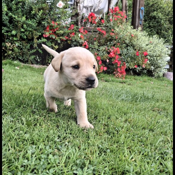 Labrador Retriever - Both