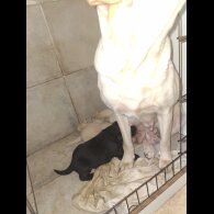 Labrador Retriever - Both