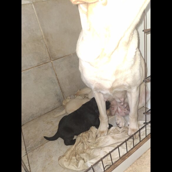 Labrador Retriever - Both