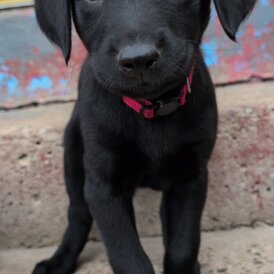 Labrador Retriever - Bitches