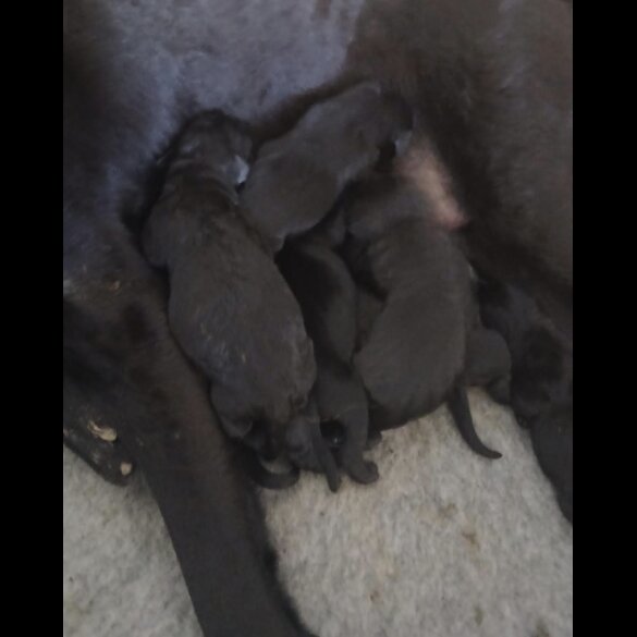 Labrador Retriever - Dogs