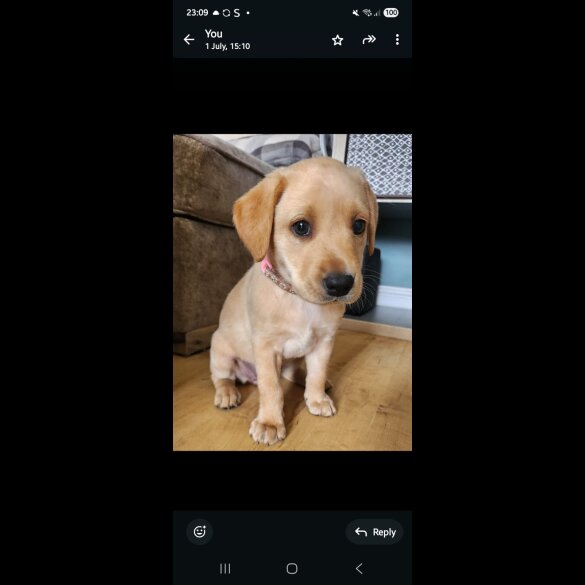 Labrador Retriever - Both