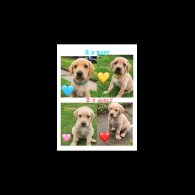 Labrador Retriever - Both