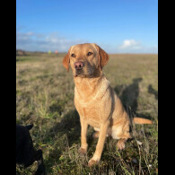 Labrador Retriever - Both
