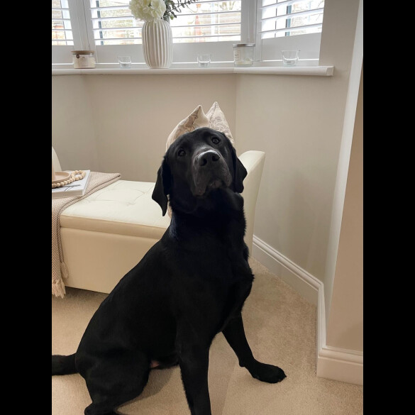 Labrador Retriever - Both