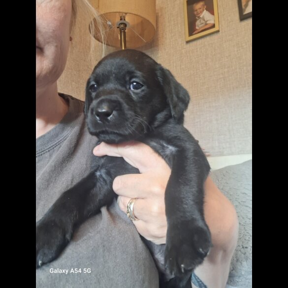 Labrador Retriever - Both