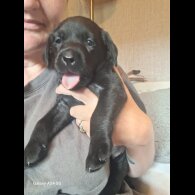 Labrador Retriever - Both