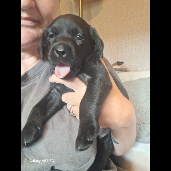 Labrador Retriever - Both