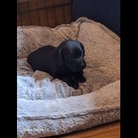 Labrador Retriever - Both