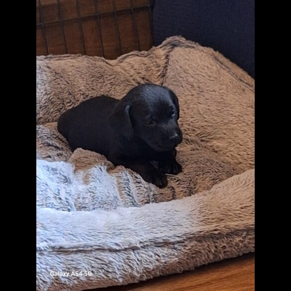 Labrador Retriever - Both