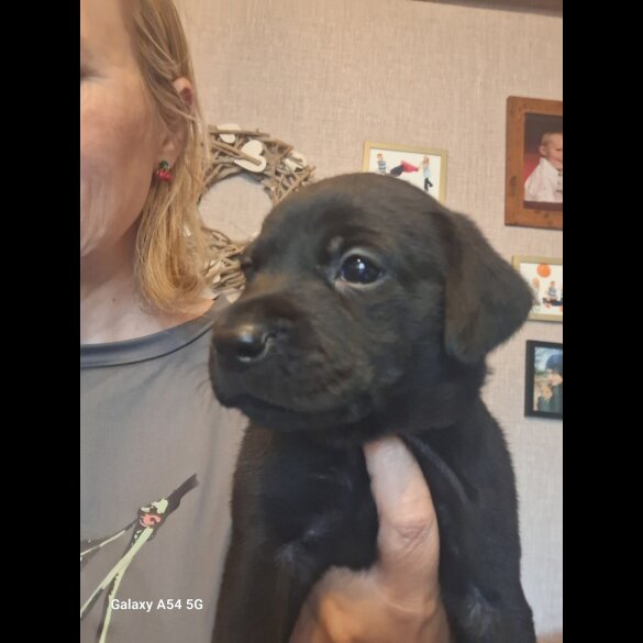 Labrador Retriever - Both