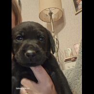 Labrador Retriever - Both