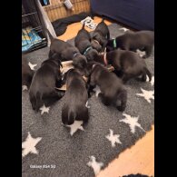 Labrador Retriever - Both