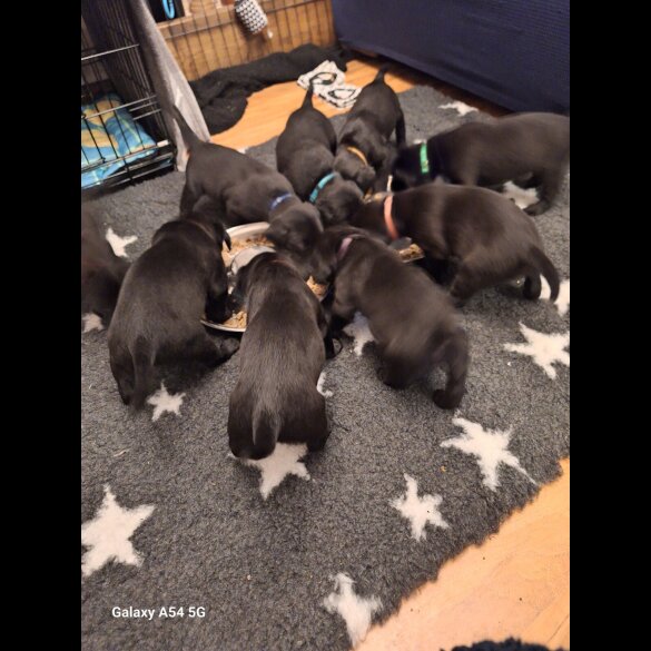 Labrador Retriever - Both