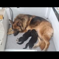 German Shepherd (Alsatian) - Both
