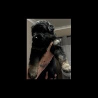 German Shepherd (Alsatian) - Both