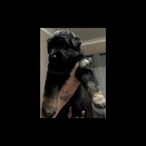German Shepherd (Alsatian) - Both