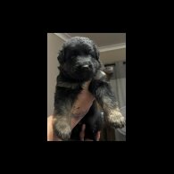 German Shepherd (Alsatian) - Both