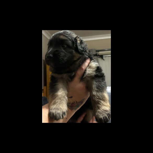 German Shepherd (Alsatian) - Both