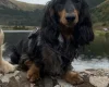Dachshund (Miniature Long Haired)