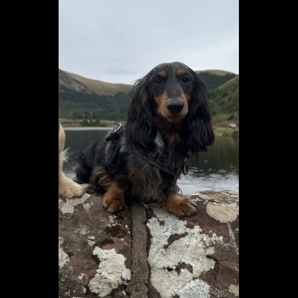 Dachshund (Miniature Long Haired)