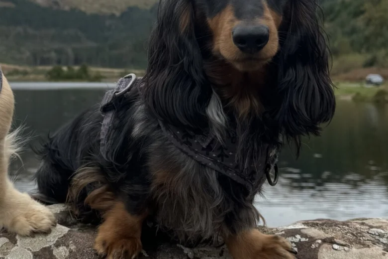 Dachshund (Miniature Long Haired)